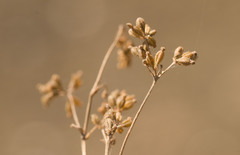 Boerhavia acutifolia