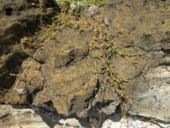 Boerhavia acutifolia