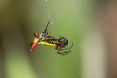 Micrathena guerini