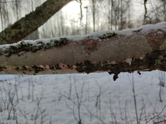 Vuilleminia comedens