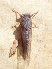 Palapsalta circumdata