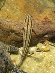 Tridentiger trigonocephalus