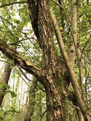 Crataegus macrosperma
