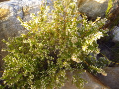 Erica denticulata