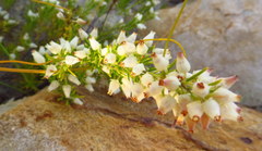 Erica denticulata