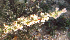 Erica denticulata