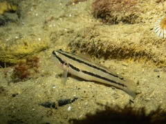 Tridentiger trigonocephalus