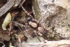 Pardosinae