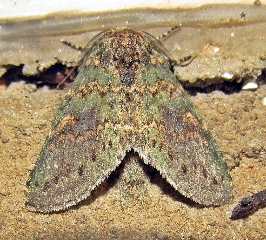 Heterocampa