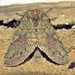 Heterocampa - Photo (c) Lori Owenby, some rights reserved (CC BY-NC), uploaded by Lori Owenby