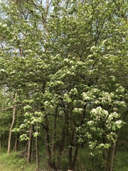 Crataegus macrosperma