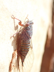 Palapsalta circumdata