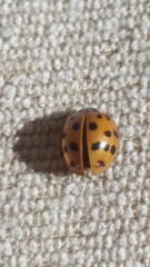 Harmonia axyridis