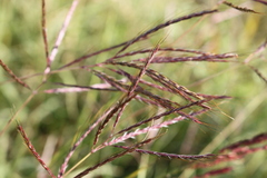 Bothriochloa bladhii