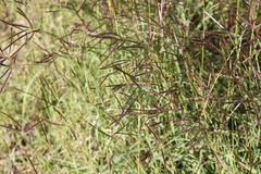 Bothriochloa bladhii
