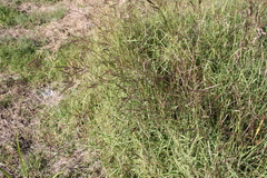 Bothriochloa bladhii