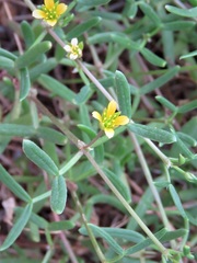 Roepera billardierei