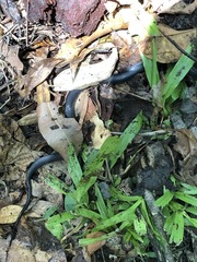 Cryptophis nigrescens