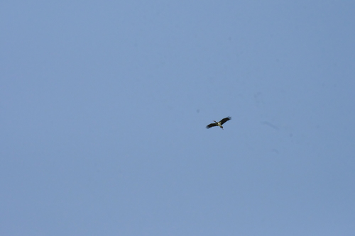 Black Stork