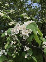 Crataegus macrosperma