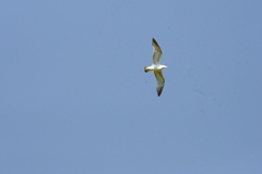 Larus armenicus