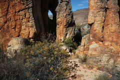 Paranomus bracteolaris