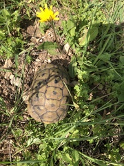 Testudo graeca
