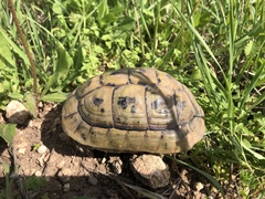 Testudo graeca