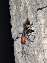 Ibaliidae