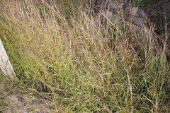 Dichanthium aristatum