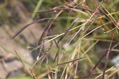 Dichanthium aristatum