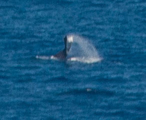 Humpback Whale photographed in Hawaii