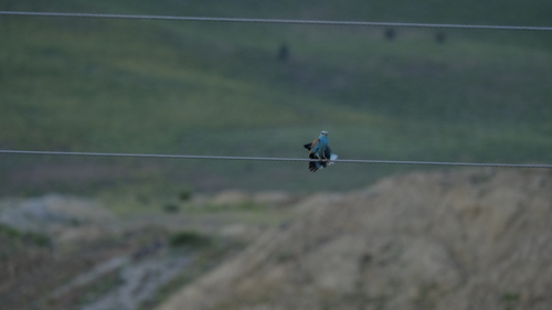 European Roller