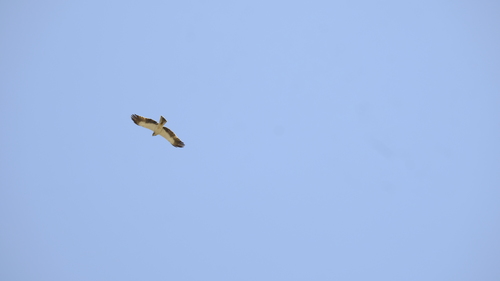 Booted Eagle