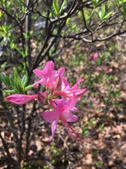 Rhododendron prinophyllum