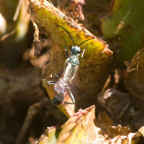Photo of Oriental Mud-dauber Wasp (Chalybion bengalense)