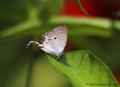Hypolycaena