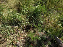 Urochloa mutica
