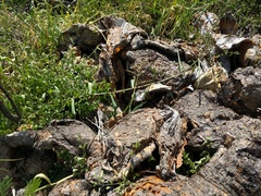 Urochloa mutica