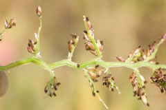Urochloa mutica