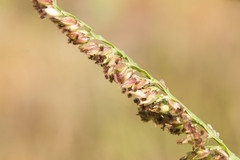 Urochloa mutica