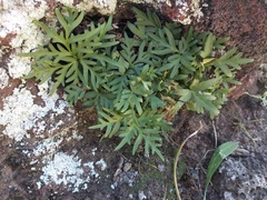Doryopteris decipiens