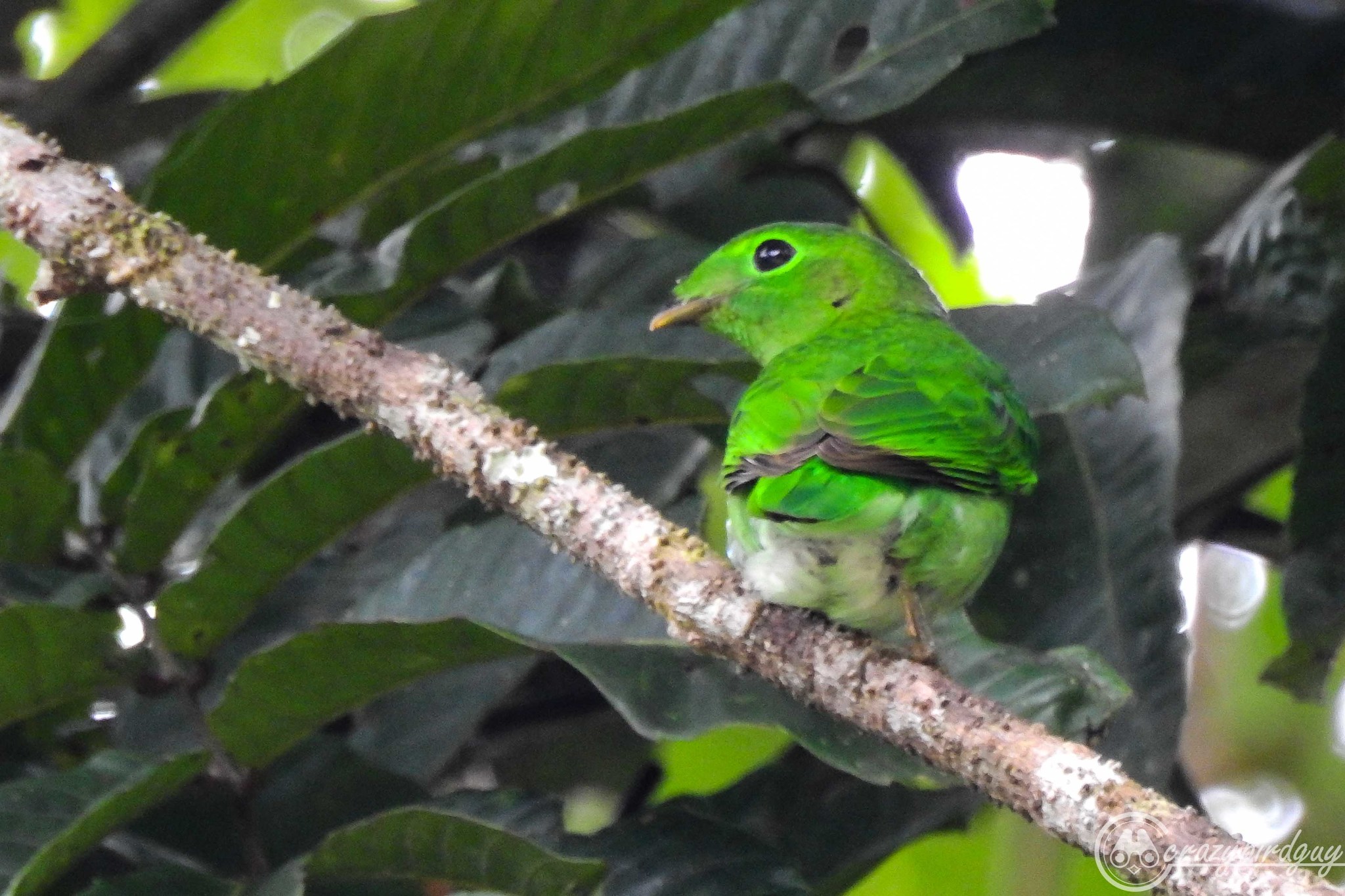 Green Broadbill illustration