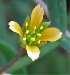 Roepera billardierei