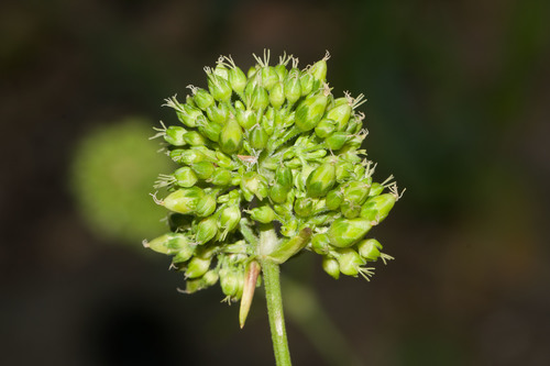 Schiedea globosa