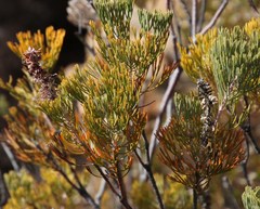 Paranomus bracteolaris