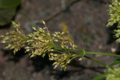 Schiedea globosa