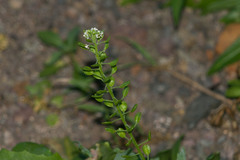 Lepidium bidentatum owaihiense