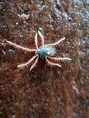 Linopenthaleus