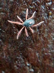 Linopenthaleus